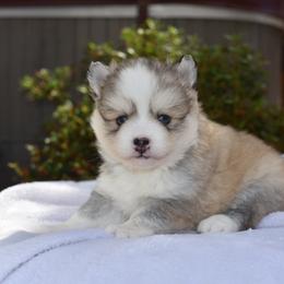 Remi - Gray and white female Pomsky puppy in Coos Bay, Oregon from Ocean View Pomskies