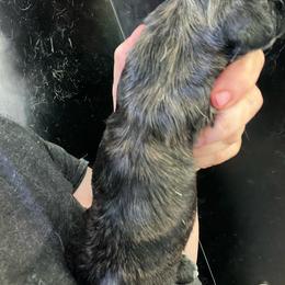 Parsnip Girl 2 - Cream female Dachshund puppy in Bigfork, Minnesota from Dachshunds Up North