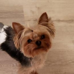 Elbie - Yorkshire Terrier