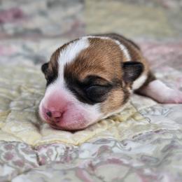 Red and white Female - Red and white female American Corgi puppy in Taylorsville, North Carolina from America's Red White and Bluie Corgis