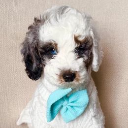 Black - Blue merle male Bernedoodle puppy in Curtice, Ohio from The Pink Doghouse
