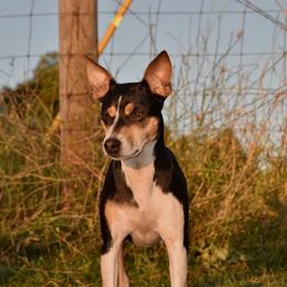 Sadie - Rat Terrier