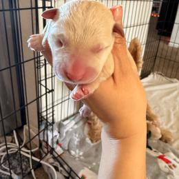 Boy 1 - Wheaten male Scottish Terrier puppy in Victorville, California from Santas Scotties