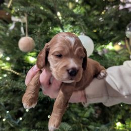 Rusty - Red and white male Cockapoo puppy in Strasburg, Pennsylvania from Dana's Domain Cockapoos
