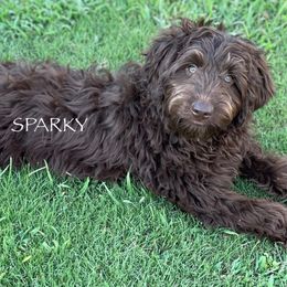 DM9045 - Sparky - Chocolate male Australian Labradoodle puppy in Easley, South Carolina from Royal Diamond Labradoodles