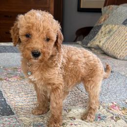 Almond Joy - Apricot female Poodle puppy in St. Johnsbury, Vermont from Poodles of the Northern Woods