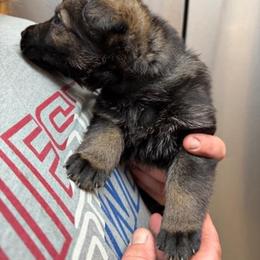 A1-7 Sable Boy - Mr. Black - Sable male German Shepherd puppy in Lincoln, California from Valor-K9s
