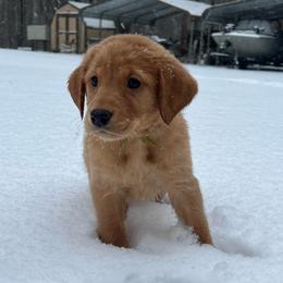 Teal collar - Yellow female Labrador Retriever puppy in Heath Springs, South Carolina from Rich Hill Retrievers