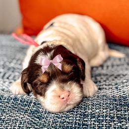 Loveland - Chocolate female Australian Labradoodle puppy in Decatur, Alabama from Southern Meadows Doodles