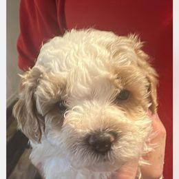 Maltipoo Puppies from Maltipoo Rehoming