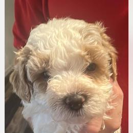 Maltipoo Puppies from Maltipoo Rehoming