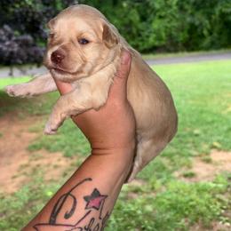 Red Girl - CKC - Wheaten female Miniature Schnauzer puppy in Hillsville, Virginia from Valley View schnauzers