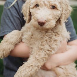 Goldendoodle Puppies from McDoodle Clam