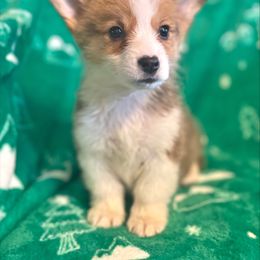 Cinnamon - Pembroke Welsh Corgi puppy from Sunny J Corgis and Mini Americans
