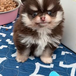 Olive - Chocolate and tan female Pomeranian puppy in Newport Beach, California from Exotic City Pomeranians and chihuahuas