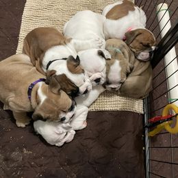 Bulldog Puppies from K & K Little Blessings