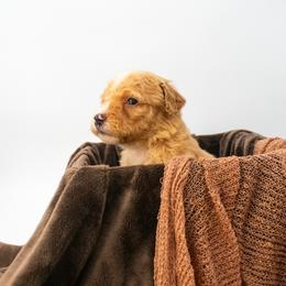Cowboy Boot  (Brown) - Apricot male Goldendoodle puppy in Lafayette, Alabama from Sweethaven Kennels
