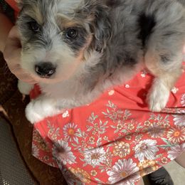 Aussiedoodle Puppies from Joyful Doodles and Poodles