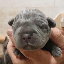 Baby girl - Gray female Cane Corso puppy in Los Lunas, New Mexico from Top Gun Kennels NM