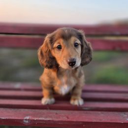 Blaze - Chocolate female Dachshund puppy in Lewiston, Idaho from Farmhouse Dachshunds