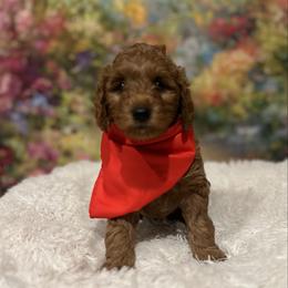 Carver - Red  male Goldendoodle puppy in Stroudsburg, Pennsylvania from Momma’s Mini Goldendoodles