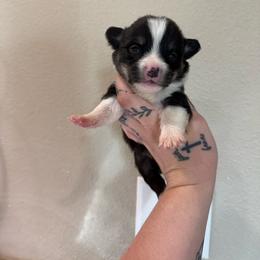 Boy 3 - Black and tan male Pembroke Welsh Corgi puppy in Aberdeen, Washington from Coastal country Farms