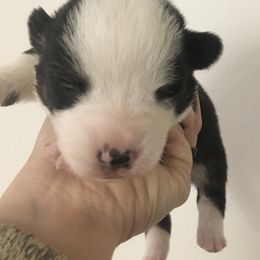 Boy 2 - Pembroke Welsh Corgi puppy in Arkansas from KBI FARM