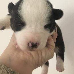 Boy 2 - Pembroke Welsh Corgi puppy in Arkansas from KBI FARM