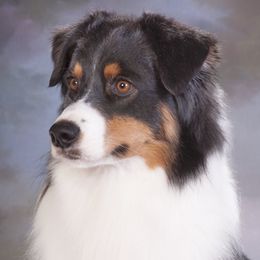 Ripley - Australian Shepherd