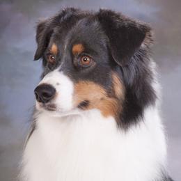 Ripley - Australian Shepherd
