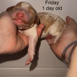 Friday - Parti male Goldendoodle puppy in Suring, Wisconsin from Black Oak Doodles