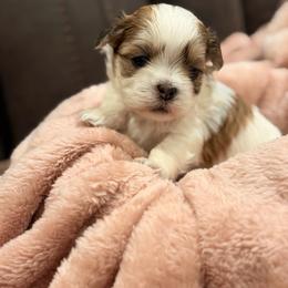Tony two tones - White and tan male Mal-Shi puppy in Benton Harbor Mi, Michigan from Wiggle Bottom Shih Tzu/Maltese