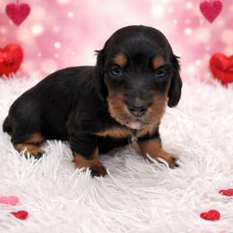 Girl 1 pink collar - Black and tan female Dachshund puppy in Chicago, Illinois from RGZ Doxies