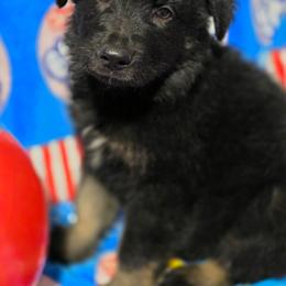 Boy 4 - Bi-color male German Shepherd puppy in Leon, West Virginia from Heart2Heart Kennels