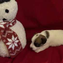 Girl 2 - Russell Terrier puppy from Hawk’s Nest Kennels
