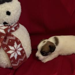 Girl 2 - Russell Terrier puppy from Hawk’s Nest Kennels