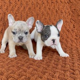 Bingo - Blue fawn male French Bulldog puppy in Peoria, Arizona from A Quality French Bulldogs AZ