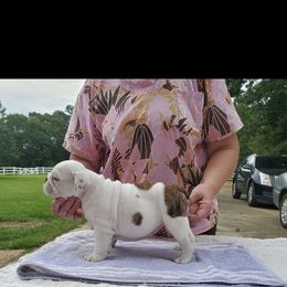Bulldog and French Bulldog Puppies from Impressive Bulldogs and French Bulldogs