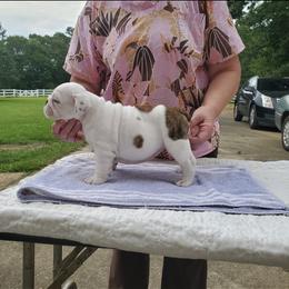 Bulldog and French Bulldog Puppies from Impressive Bulldogs and French Bulldogs