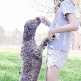 Lagotto Romagnolo puppies from HeartSpot Lagotti