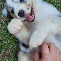 Australian Shepherd Puppies from Red Wagon Aussies