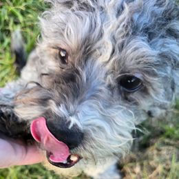 Brewen - Merle male Maltipoo puppy in Lebanon, Kentucky from Mosaic Merle Doodles