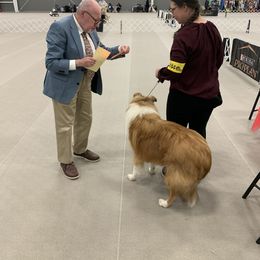 "Xilan" Basset Hound and Collie All Grown Up from Collegiate Bassets and Rheign Collies
