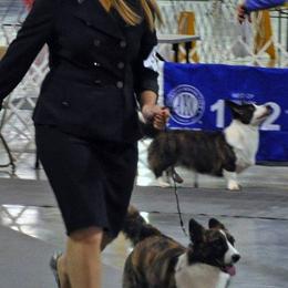 Cardigan Welsh Corgis from Cardiridge Cardigan Welsh Corgis