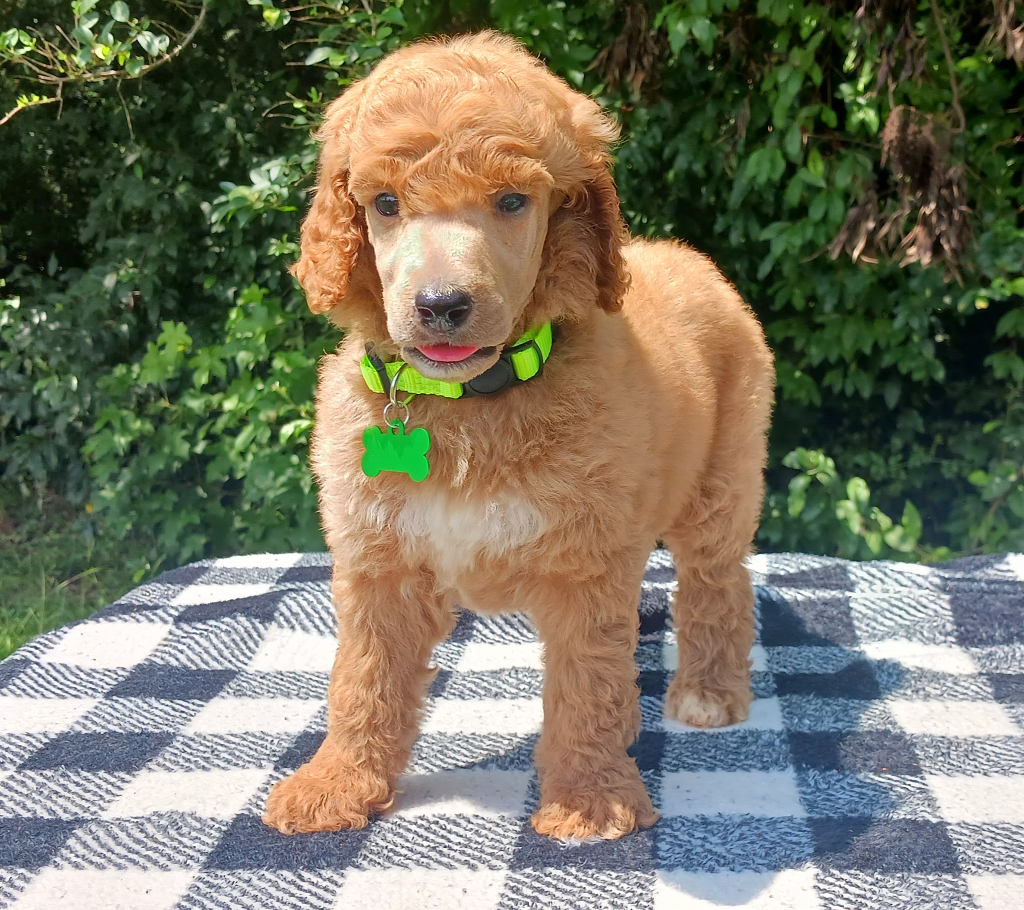 Dalmatian and Poodle Puppies from Reeves Family Standards