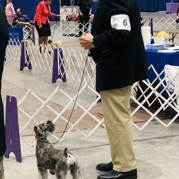 Miniature Schnauzer Puppies from MoonShadows Miniature Schnauzers