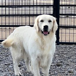 Stella - Golden Retriever