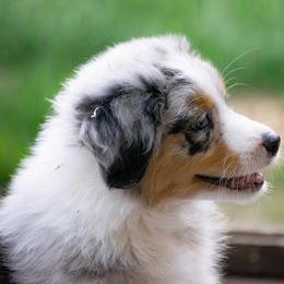 Australian Shepherd Puppies from Echolight Australian Shepherds