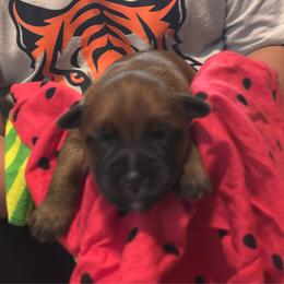Sammie - Wheaten female Soft Coated Wheaten Terrier puppy in Gladewater, Texas from Felicias Swheaties