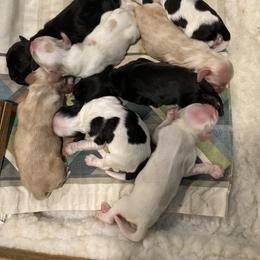 Girl 5 - Red and white female Cocker Spaniel puppy in Rising Sun, Maryland from Palmtree Cockers